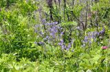 Polemonium laxiflorum. Цветущие растения. Приморский край, Шкотовский р-н, окр. с. Новонежино, закустареная пойма ручья. 18.06.2023.