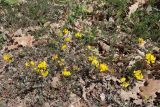 View full-size image Hippocrepis comosa