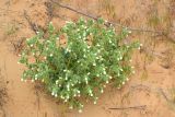 Смотреть изображение Onosma setosa