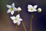 View full-size image Galium davuricum
