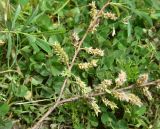 View full-size image Salix elbrusensis