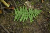 View full-size image genus Dryopteris