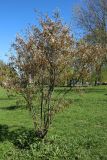 View full-size image Amelanchier canadensis