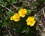 View full-size image Trollius ranunculinus