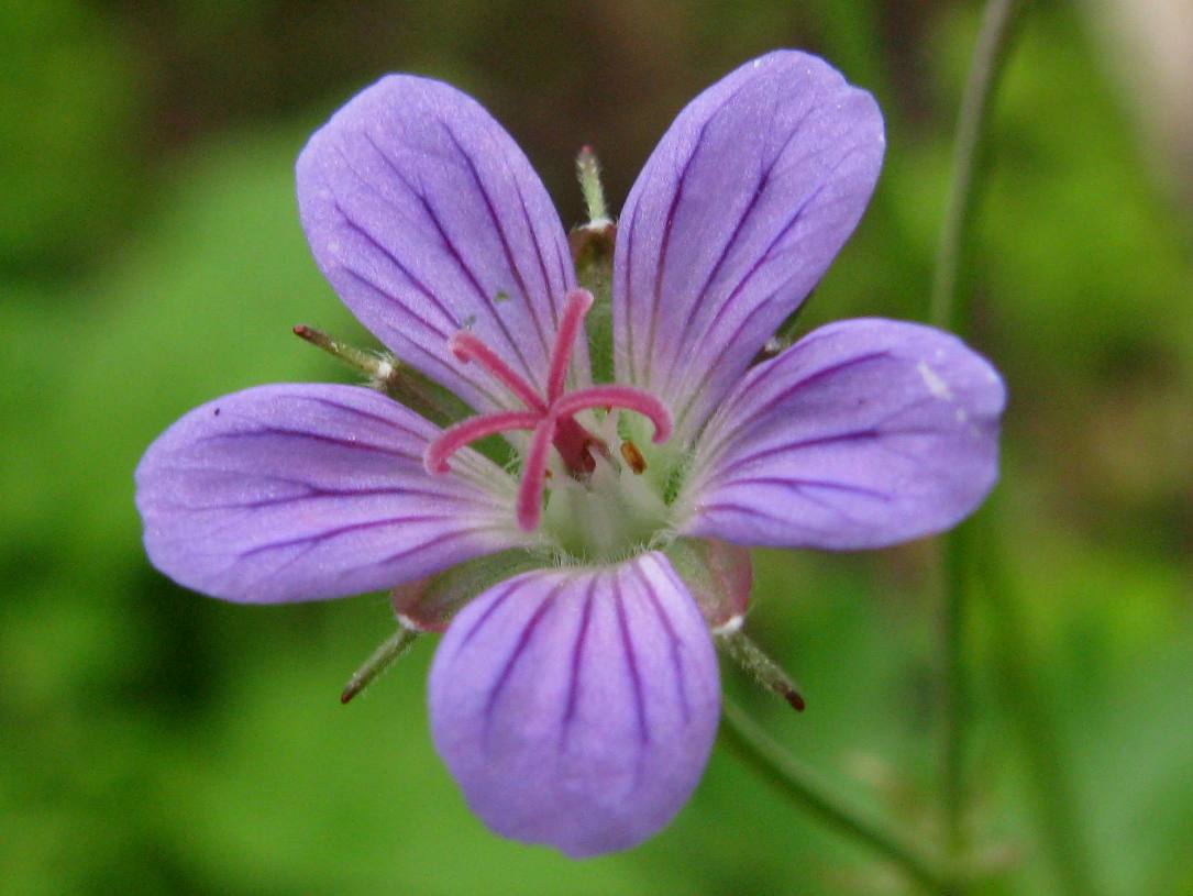 Image of Geranium pseudosibiricum specimen.