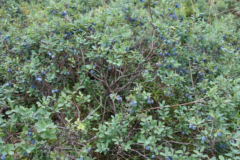 Image of Vaccinium uliginosum specimen.