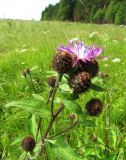 Centaurea phrygia