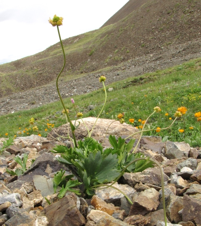 Изображение особи Ranunculus revuschkinii.