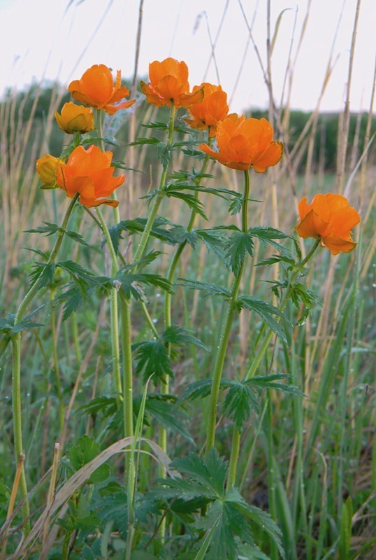 Изображение особи Trollius asiaticus.