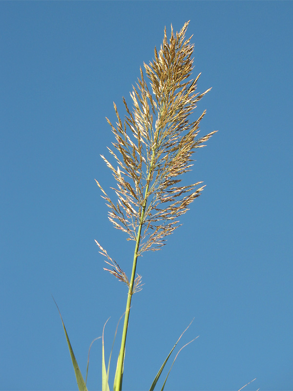 Image of Arundo donax specimen.