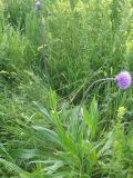 Cirsium serratuloides