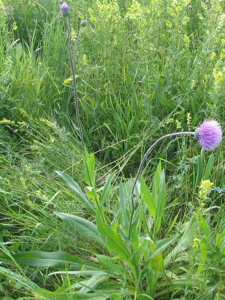 Image of Cirsium serratuloides specimen.