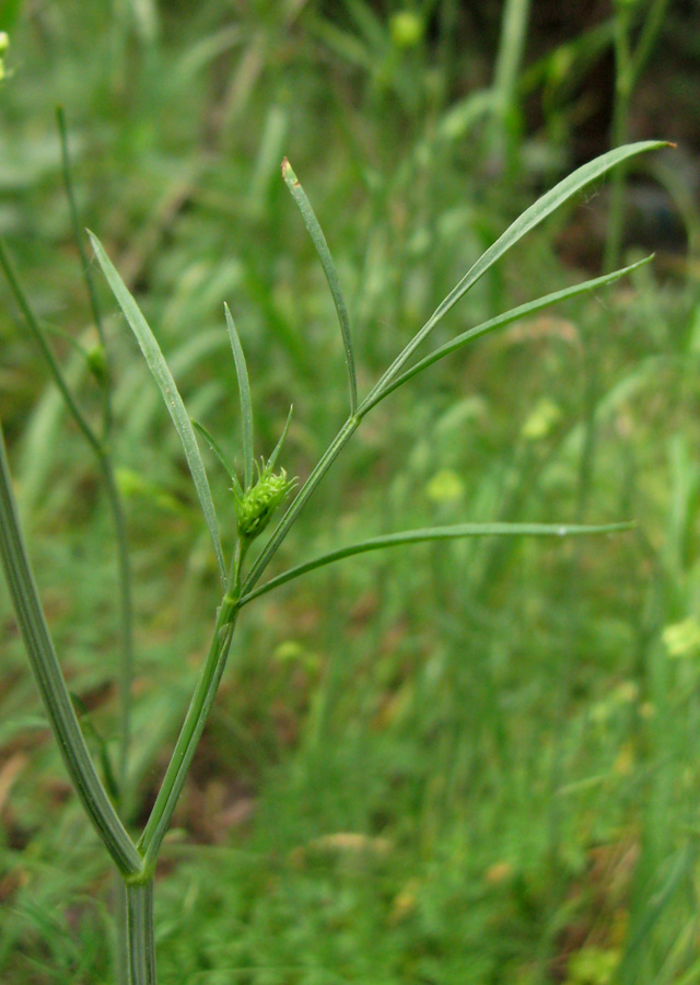 Image of Oenanthe pimpinelloides specimen.