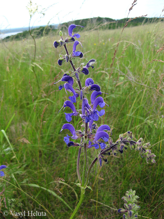 Image of Salvia pratensis specimen.