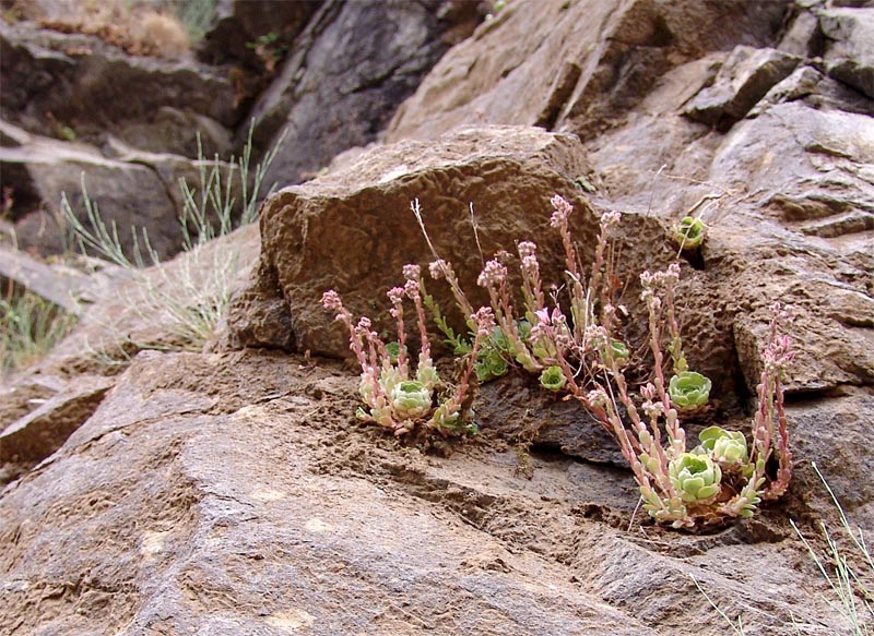 Image of Rosularia sempervivum specimen.