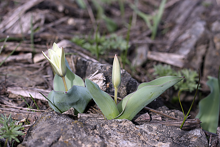 Изображение особи Tulipa berkariensis.