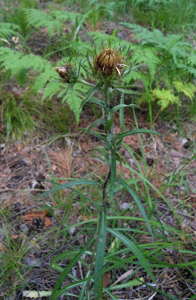 Image of Carlina biebersteinii specimen.