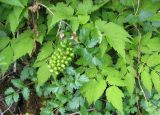 Actaea erythrocarpa