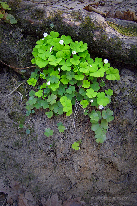 Image of Oxalis acetosella specimen.