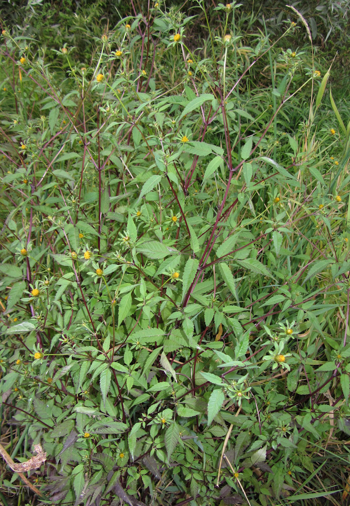 Image of Bidens frondosa specimen.