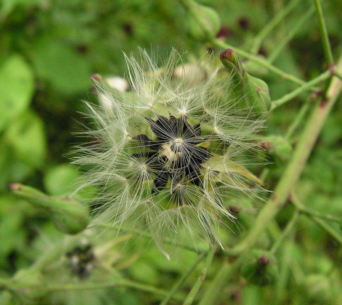 Image of Lactuca indica specimen.