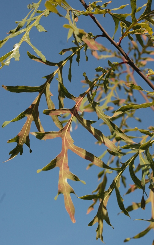 Изображение особи Quercus robur.