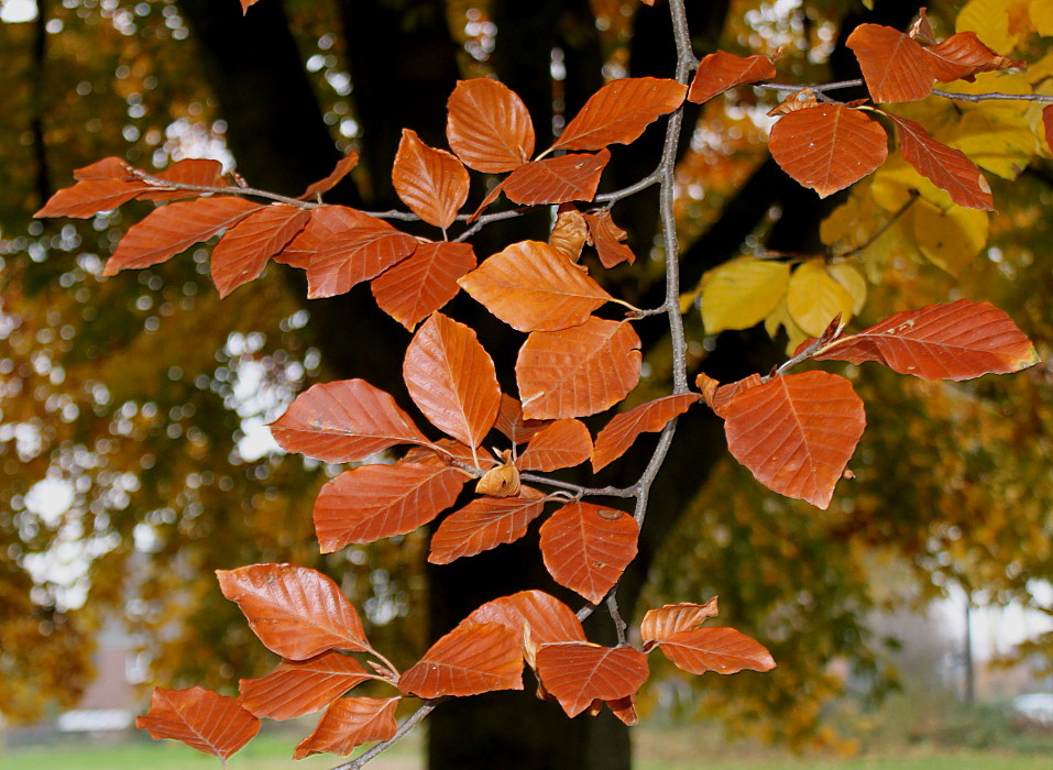 Изображение особи Fagus sylvatica.