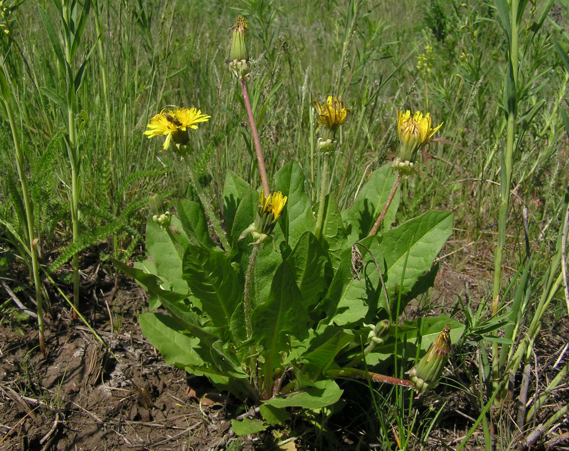 Изображение особи род Taraxacum.