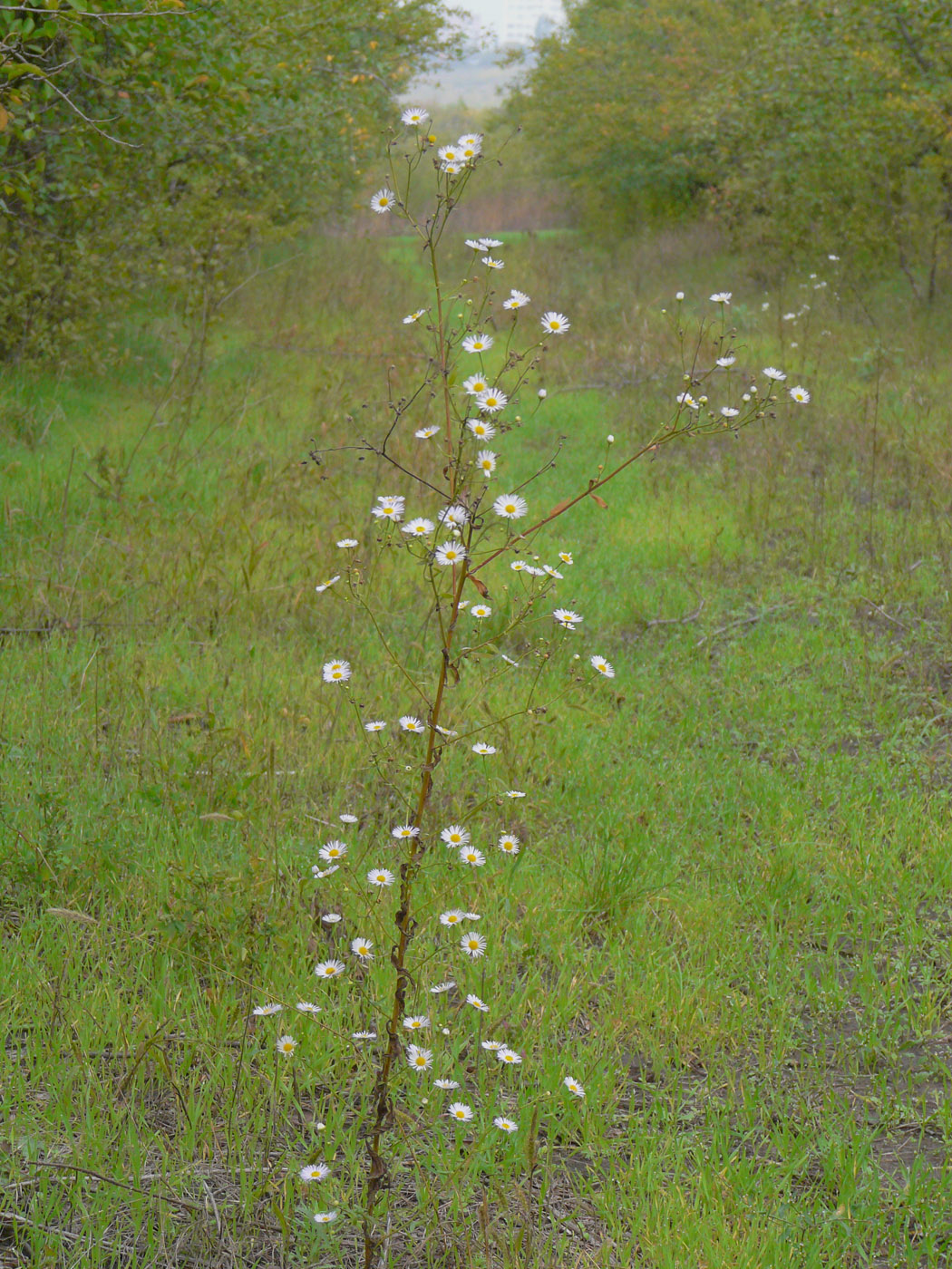 Image of Erigeron annuus specimen.