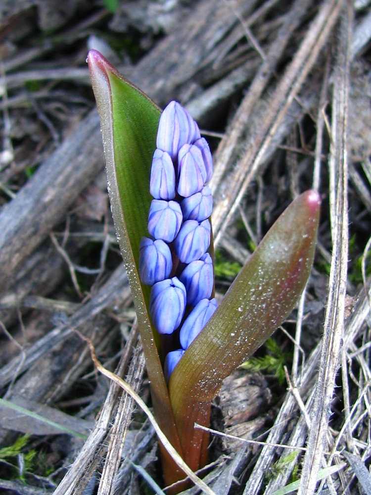 Image of Scilla bifolia specimen.