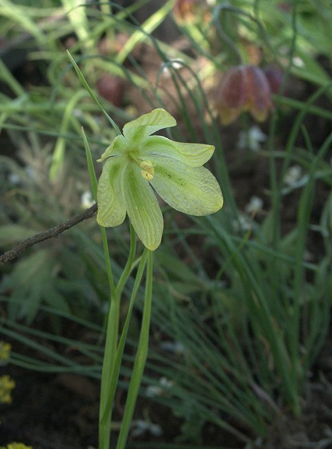 Изображение особи Fritillaria meleagroides.