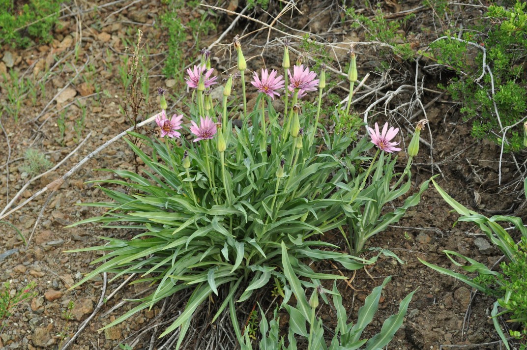 Image of Tragopogon marginifolius specimen.