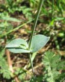 Cerastium perfoliatum