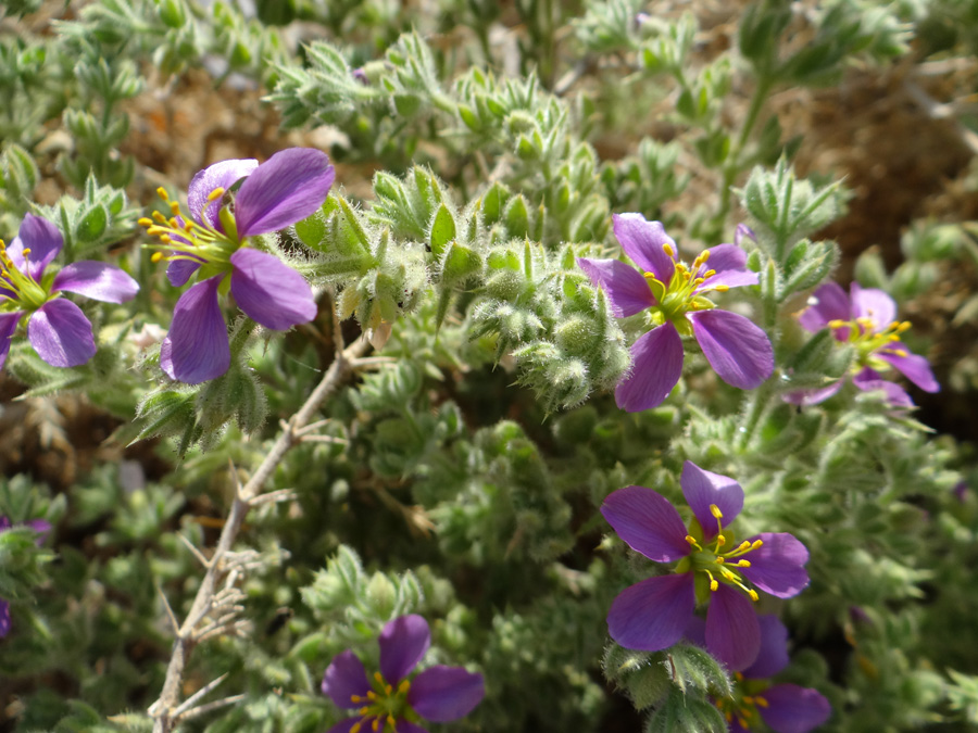 Image of genus Fagonia specimen.