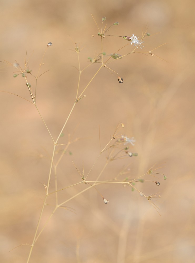 Изображение особи Ankyropetalum gypsophiloides.