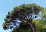 Pinus pinea. Крона дерева. Южный берег Крыма, Никитский ботанический сад. 24.05.2013.