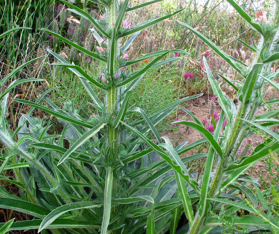 Image of Echium glomeratum specimen.