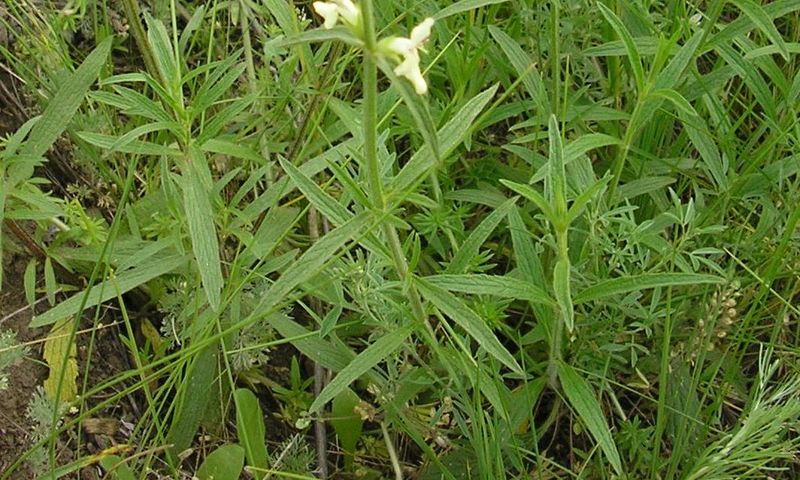 Image of Stachys atherocalyx specimen.