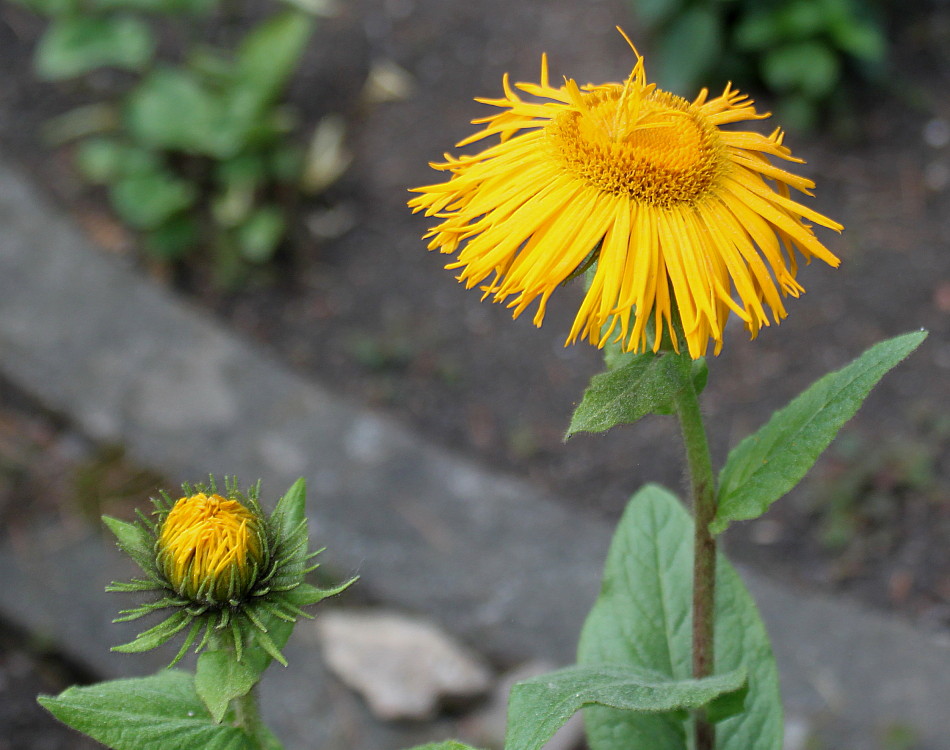 Изображение особи род Inula.