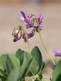 Lathyrus japonicus подвид maritimus. Соцветия и сегменты листьев. Ленинградская обл., Кингисеппский р-н, окр. пос. Новое Гарколово, побережье Финского залива, песчаный приморский пляж. 23.06.2013.