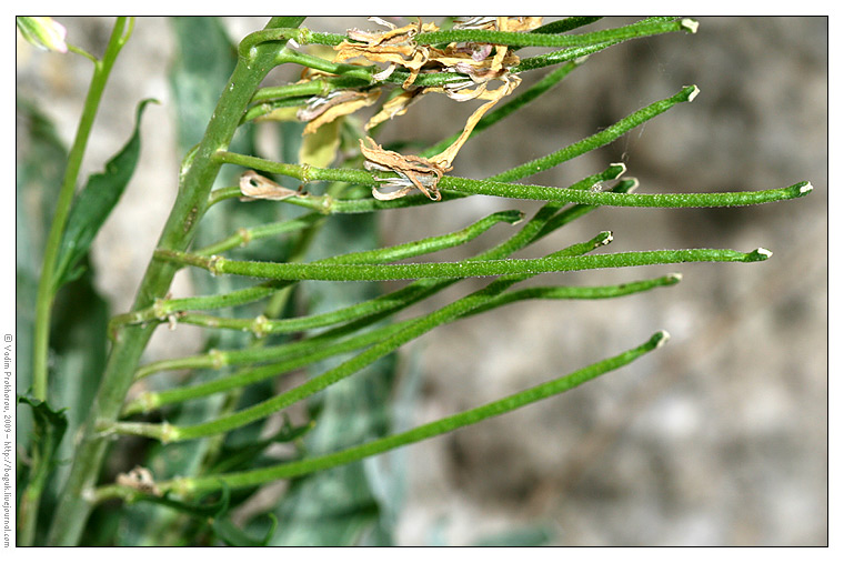 Image of Matthiola fragrans specimen.