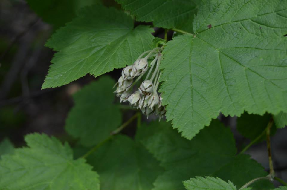 Image of Physocarpus amurensis specimen.