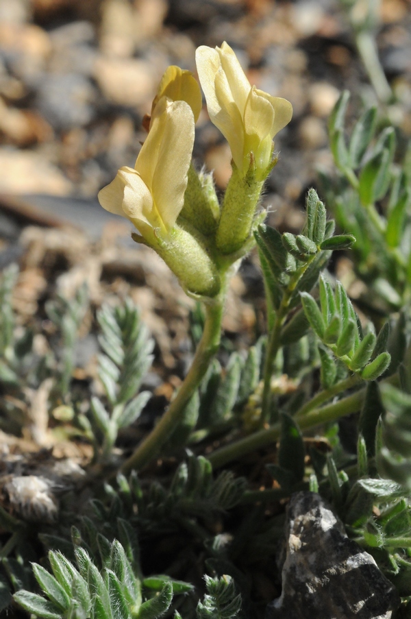 Изображение особи Oxytropis recognita.