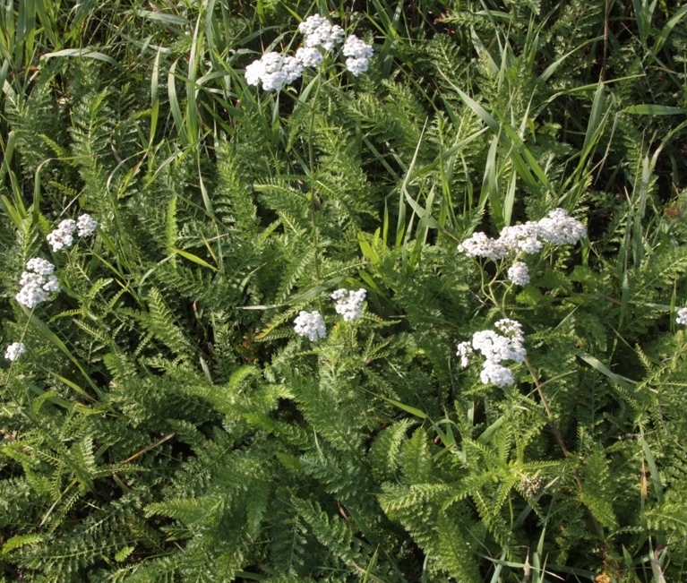 Изображение особи Achillea inundata.