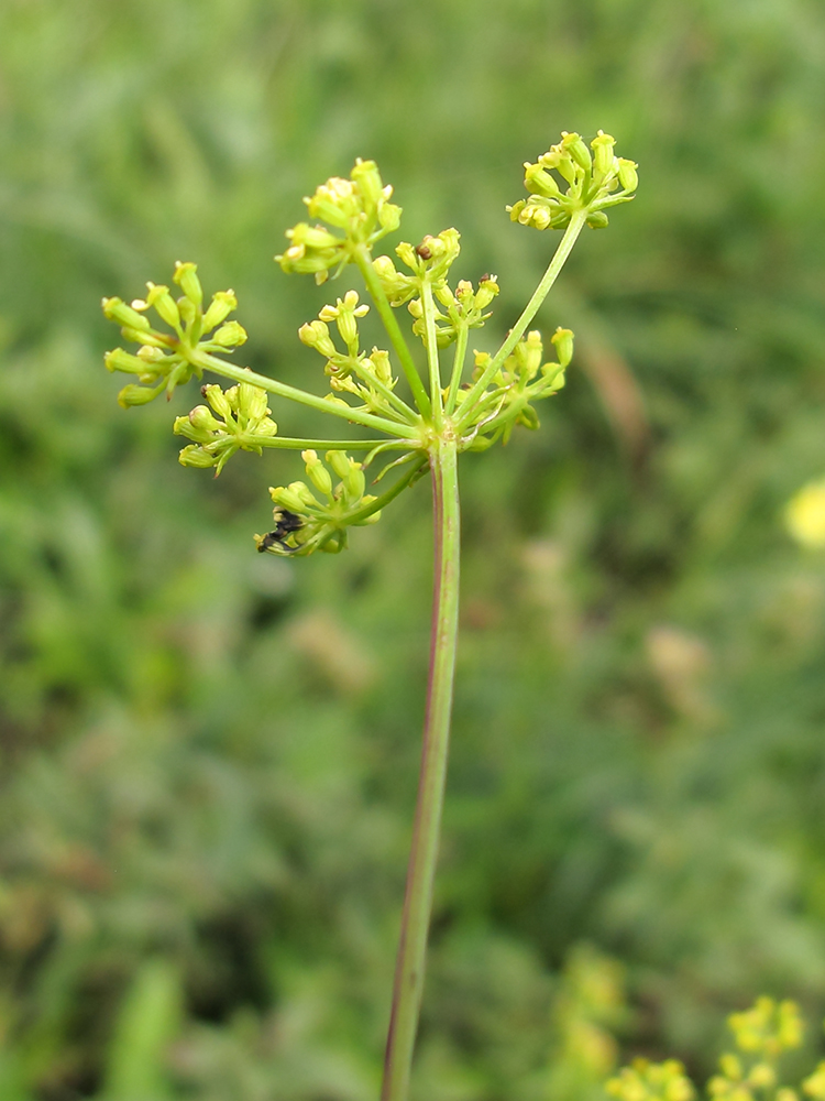 Image of Xanthoselinum alsaticum specimen.