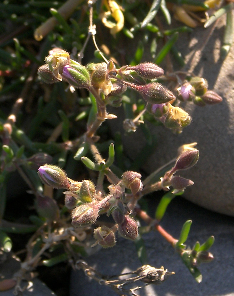 Image of Spergularia rubra specimen.