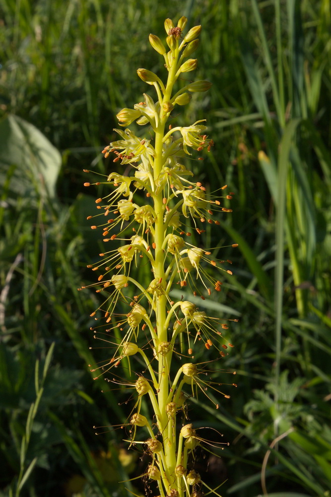 Image of Eremurus fuscus specimen.