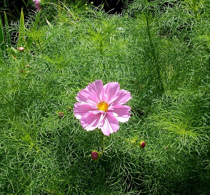 Image of Cosmos bipinnatus specimen.