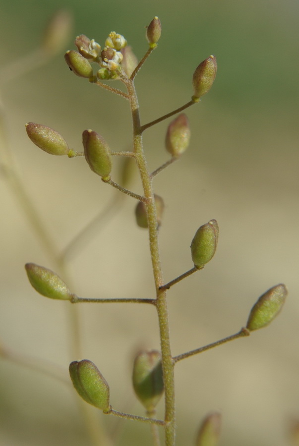 Изображение особи Hymenolobus procumbens.