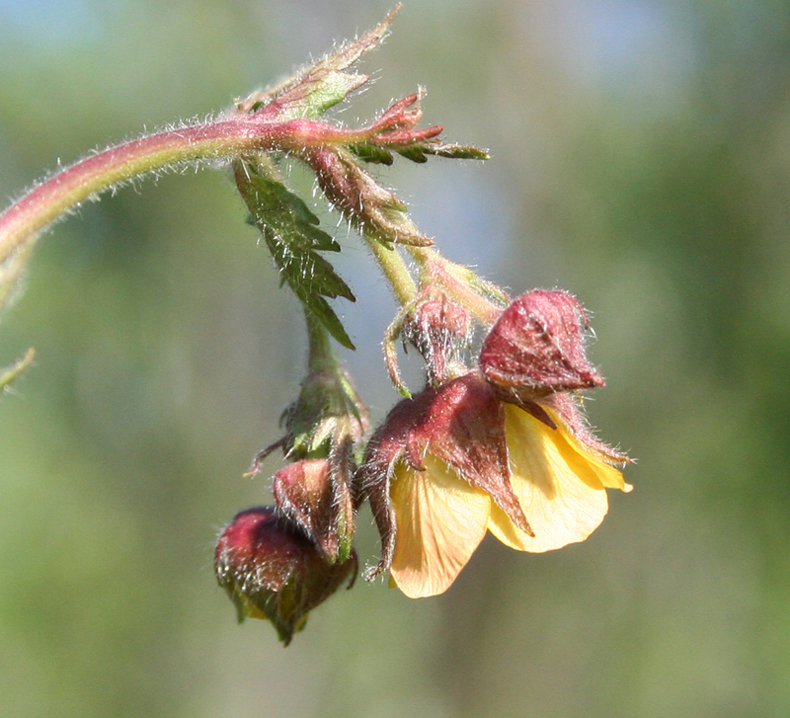 Image of Geum &times; intermedium specimen.